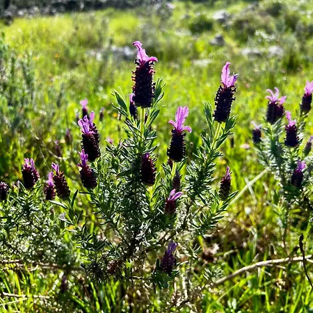 Casa Da Curva * Mendiga