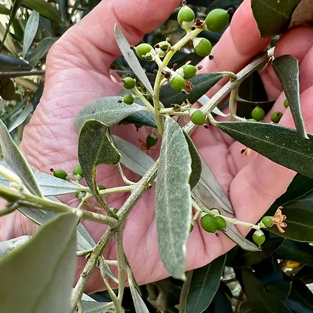 בית נופש Casa Da Curva